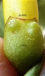  Calyx